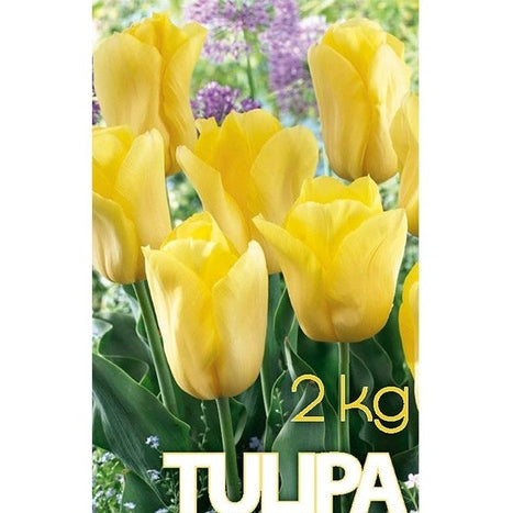 Tulpan Strong Gold 50-pack